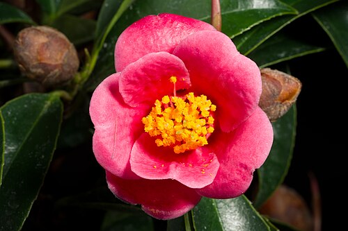Hong kong camellia: Plant derived from Hong kong, China Japanese Name ホンコンツバキ Chinese Name 香港山茶, 香港紅山茶 Taxonomy Family ツバキ科 Theaceae Tribe Theeae Genus ツバキ属 Camellia .mw-parser-out