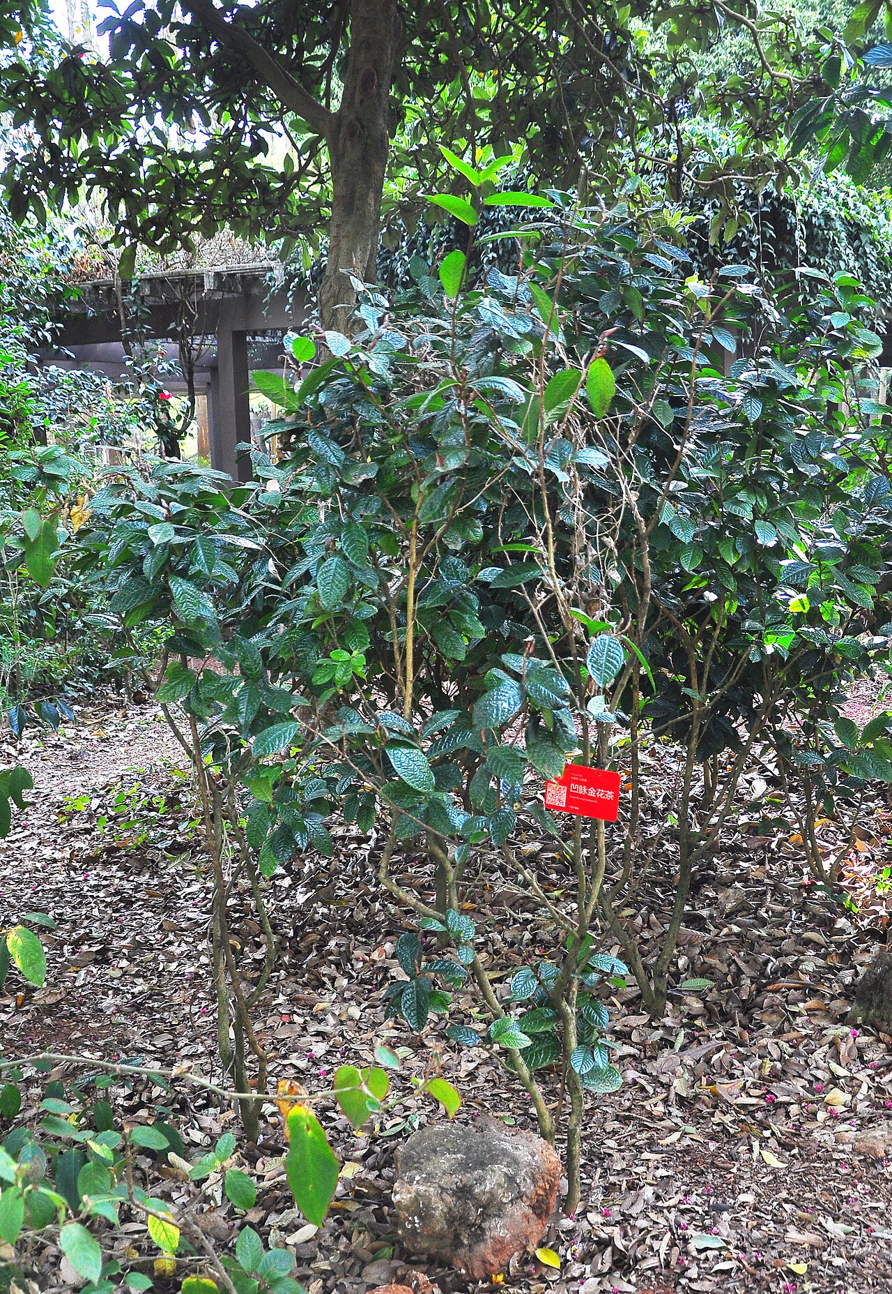 Camellia impressinervis: 昆明植物园中的凹脉金花茶( Camellia impressinervis )。