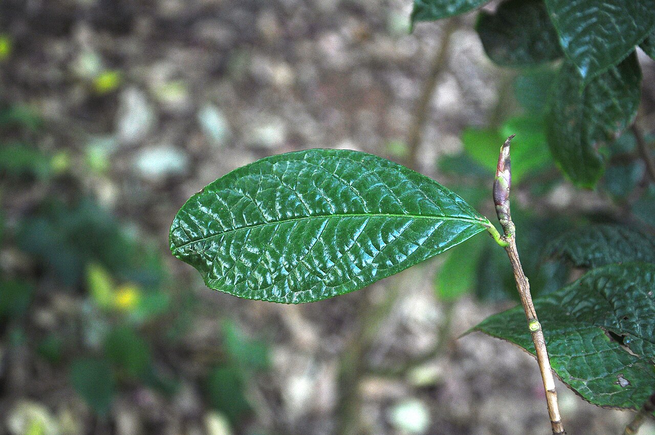 Camellia impressinervis: 凹脉金花茶( Camellia impressinervis )的叶子。