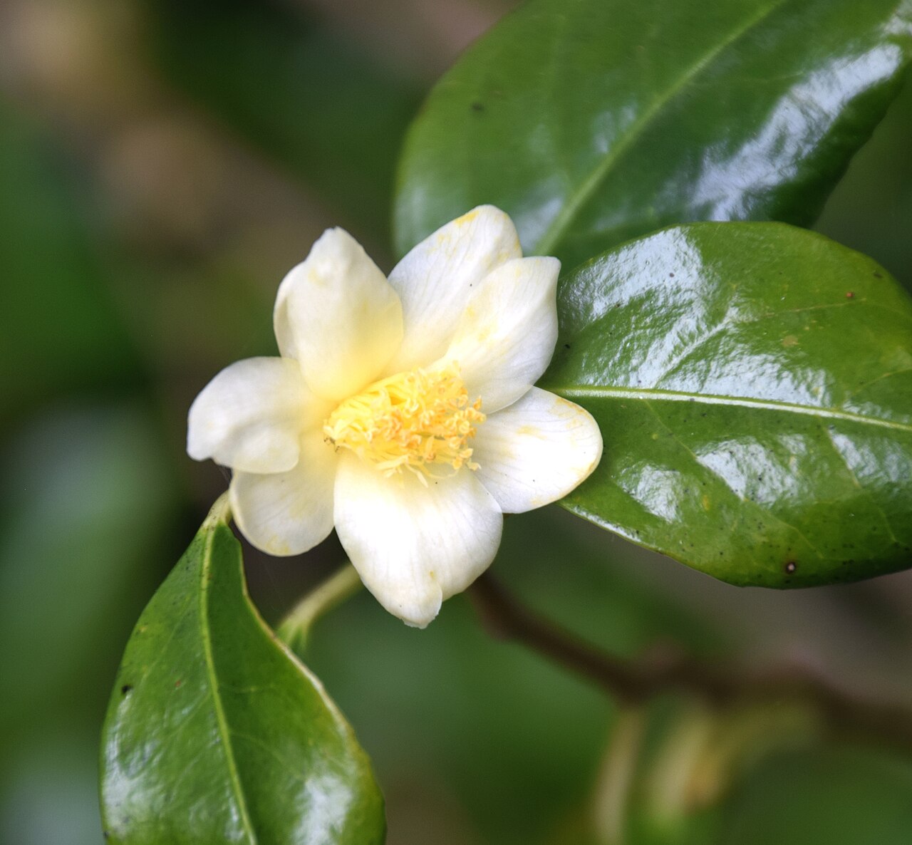 Camellia indochinensis: Camellia indochinensis var. tunghinensis in Auckland Botanic Gardens, Manurewa, South Auckland, New Zealand