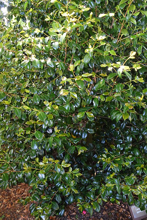 Camellia: Camellia japonica in Dunedin Botanic Garden, Dunedin, New Zealand