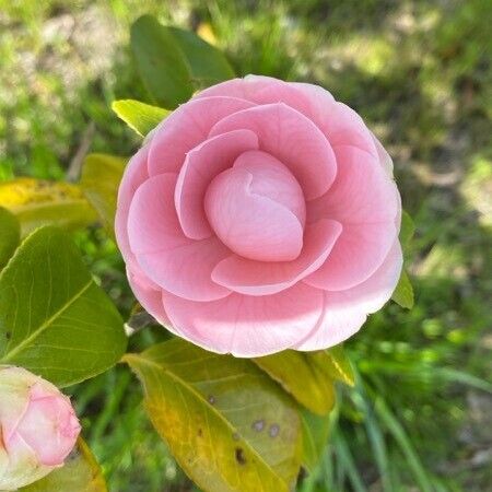 Camellia (Camellia japonica)