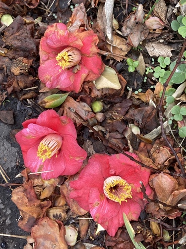 Camellia (Camellia japonica)