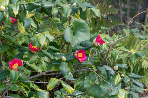 Camellia (Camellia japonica)