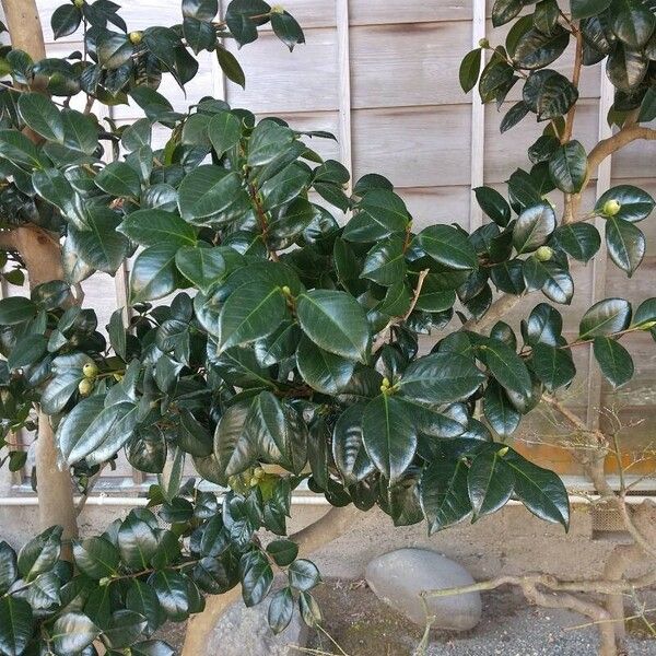 Camellia (Camellia japonica)