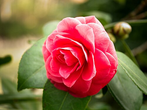 Camellia: Japanese garden in Valentino Park, Torino