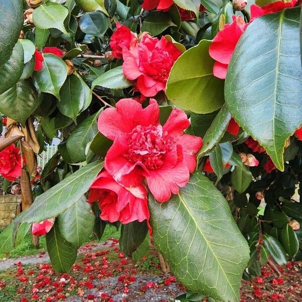 Camellia (Camellia japonica)