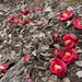 Camellia