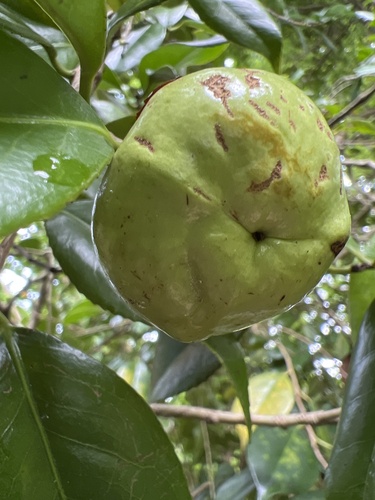 Camellia (Camellia japonica)