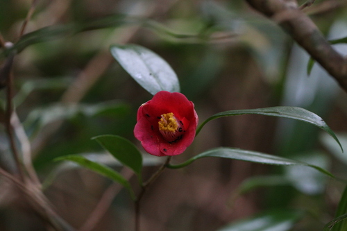 Camellia (Camellia japonica)