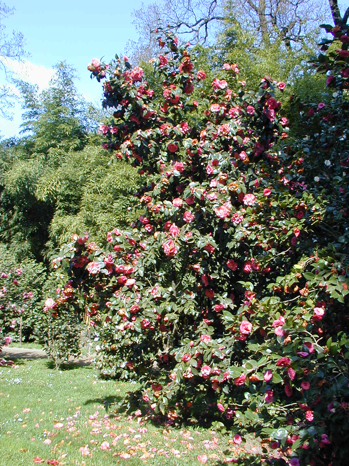 Camellia: Camellia Japonica, à la fr:Bambouseraie de Prafrance à fr:Anduze
