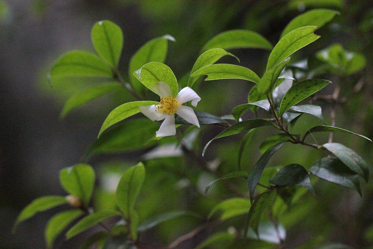 Camellia kissi: 落瓣短柱茶,拍摄于中国香港