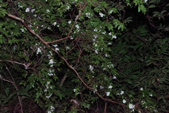 Camellia lutchuensis (Camellia lutchuensis)