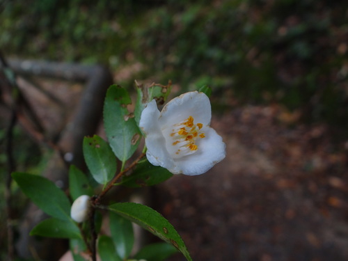 Camellia lutchuensis (Camellia lutchuensis)