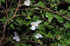 Camellia lutchuensis (Camellia lutchuensis)