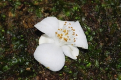 Camellia lutchuensis (Camellia lutchuensis)