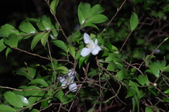 Camellia lutchuensis (Camellia lutchuensis)
