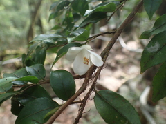 Camellia lutchuensis (Camellia lutchuensis)