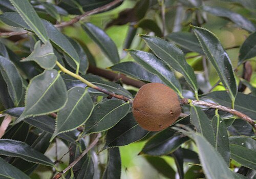 Camellia mairei: Camellia mairea var lapidea found in the Royal Botanic Garden in Sydney, AU on Dec 28, 2015
