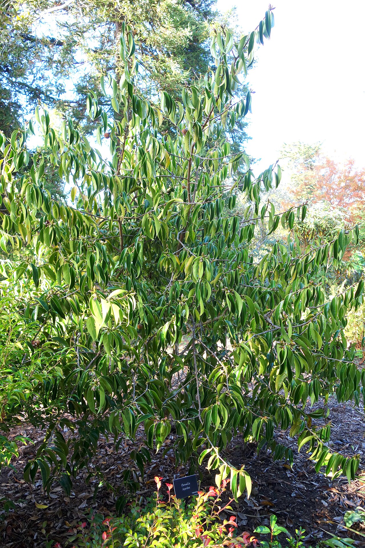 Camellia mairei: Botanical specimen in the Mendocino Coast Botanical Gardens, 18220 N Hwy 1, Fort Bragg, California, USA.
