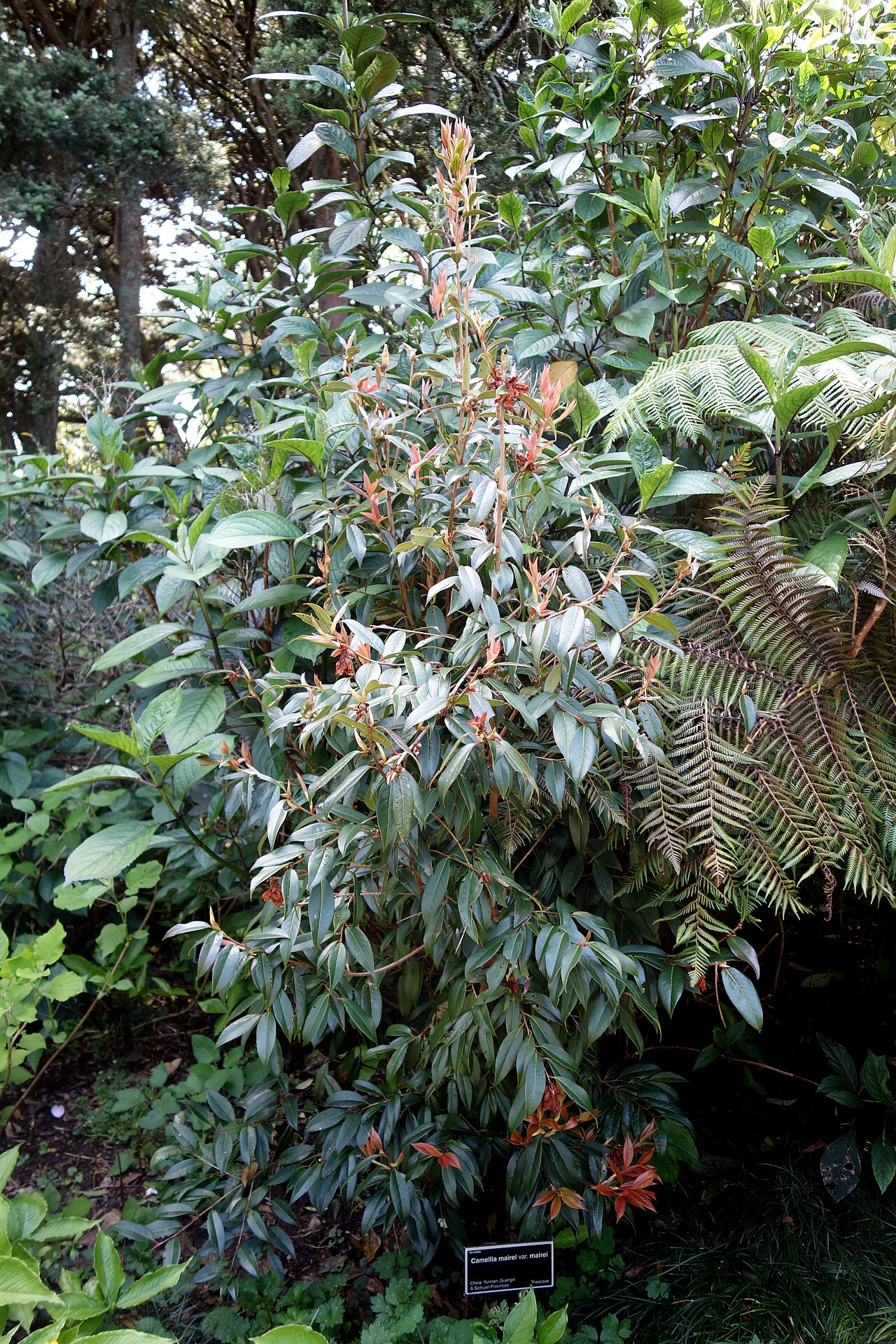 Camellia mairei: Specimen in the Auckland Botanic Gardens - Auckland, New Zealand.