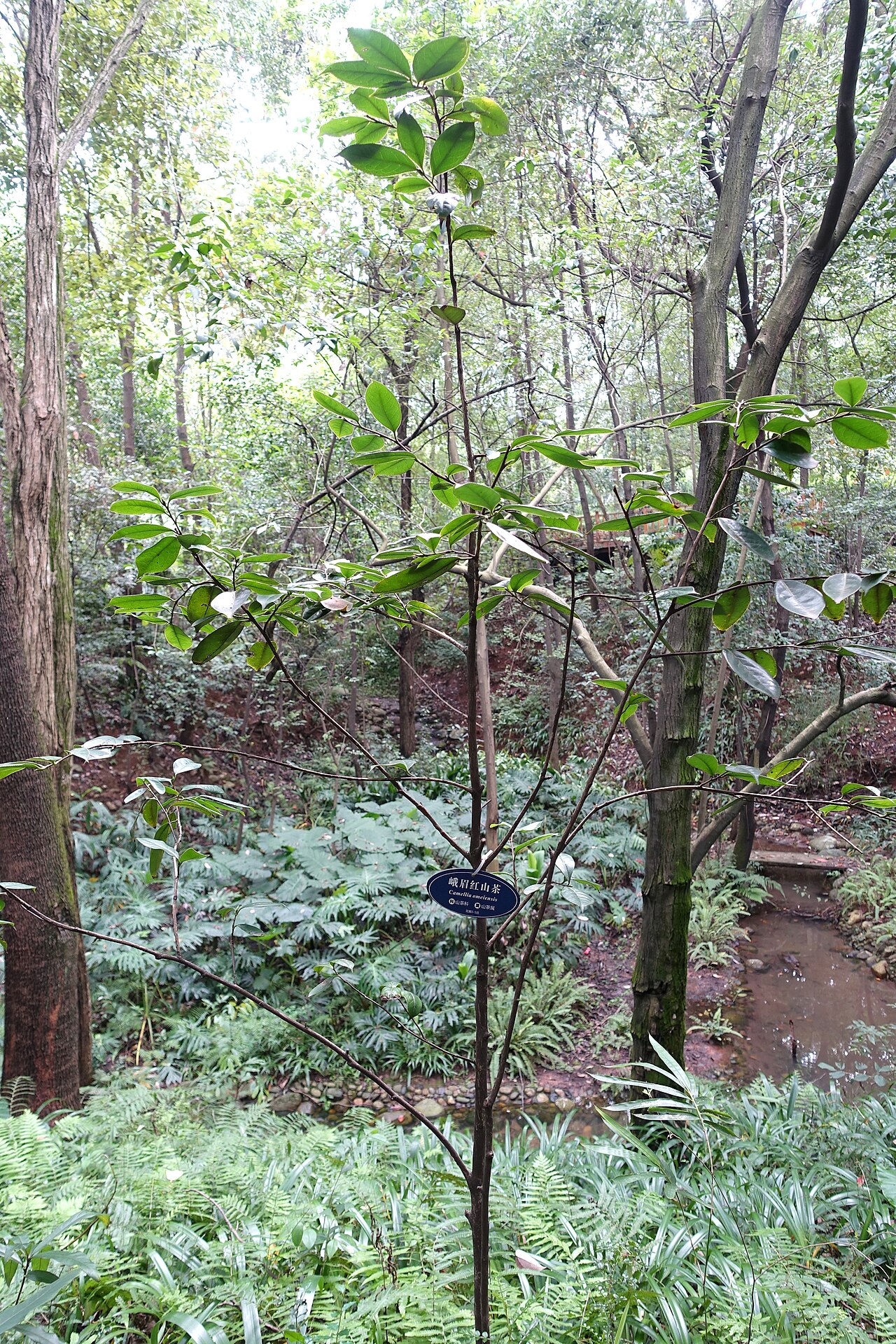 Camellia mairei: Botanical specimen in the Chengdu Botanical Garden - Chengdu, China.