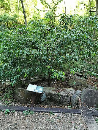 Camellia petelotii: Native to China. Huisun experimental forest station, Nantou county, Taiwan. 2022/11/14.
