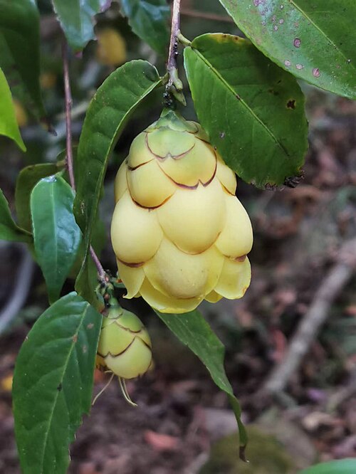 Camellia petelotii: Native to China. Huisun experimental forest station, Nantou county, Taiwan. 2022/11/14.