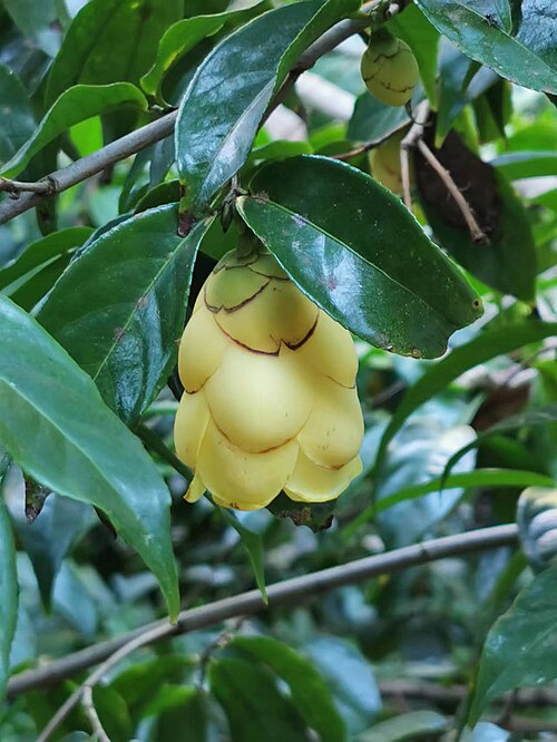 Camellia petelotii: Native to China. Huisun experimental forest station, Nantou county, Taiwan. 2022/11/14.