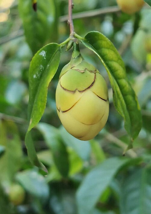 Camellia petelotii: Native to China. Huisun experimental forest station, Nantou county, Taiwan. 2022/11/14.