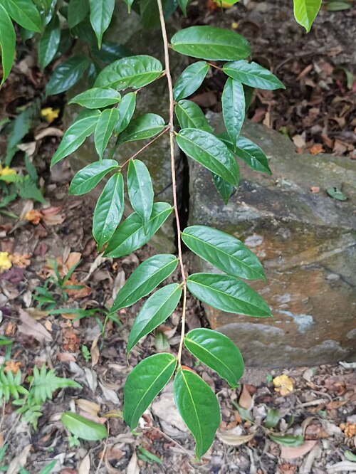 Camellia petelotii: Native to China. Huisun experimental forest station, Nantou county, Taiwan. 2022/11/14.