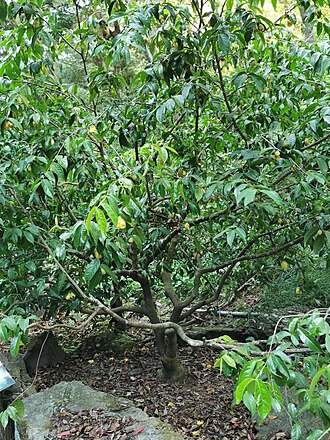 Camellia petelotii: Native to China. Huisun experimental forest station, Nantou county, Taiwan. 2022/11/14.