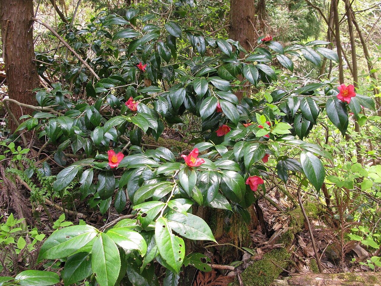 Camellia rusticana: Camellia rusticana , Aizu area,Fukushima pref., Japan