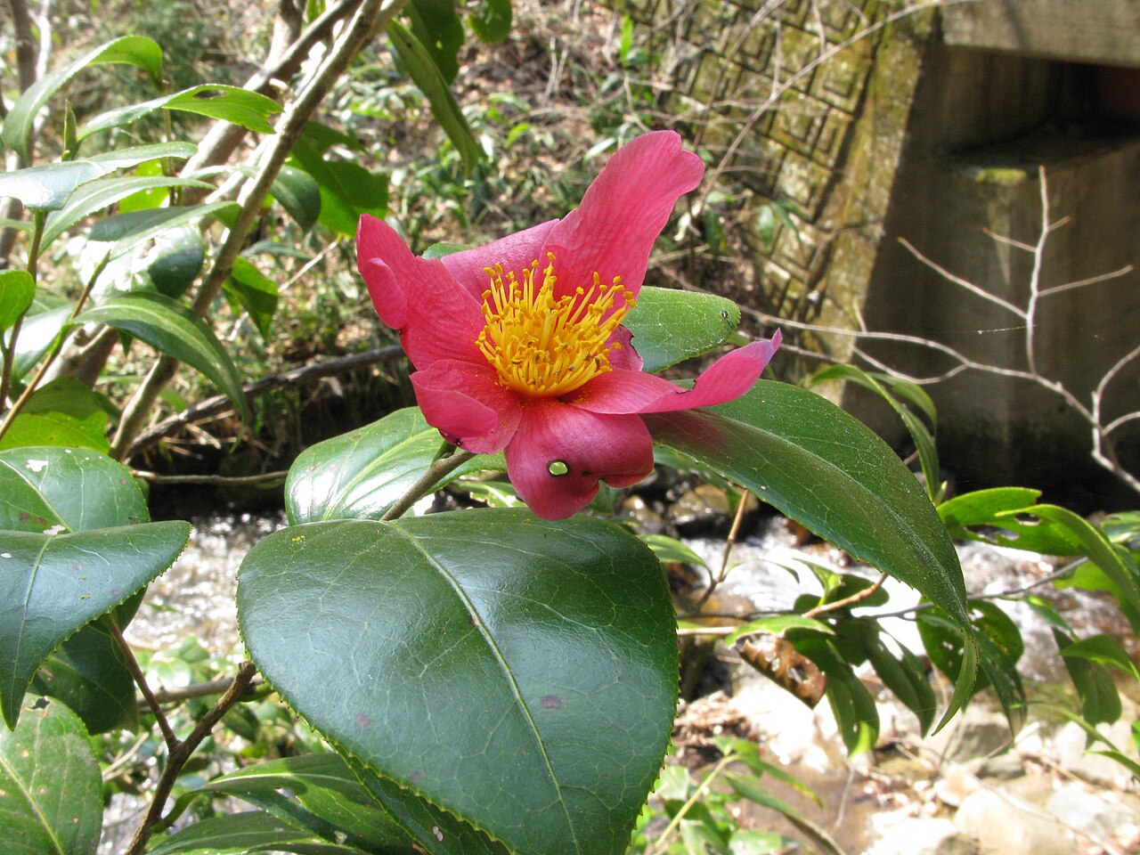 Camellia rusticana: Camellia rusticana , Aizu area, Fukushima pref., Japan