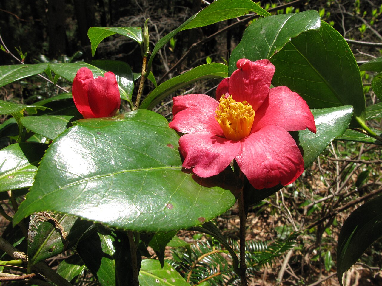 Camellia rusticana: Camellia rusticana ,Aizu area,Fukushima pref.,Japan