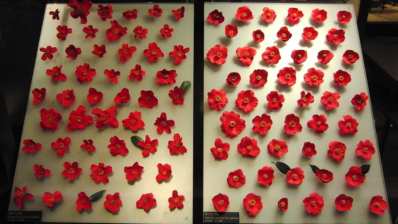 Camellia rusticana: Left: Yuki-tsubaki ( Camellia rusticana or Camellia japonica var. decumbens ). Right: Yabu-tsubaki ( Camellia japonica or Camellia japonica var. japonica ). Exh