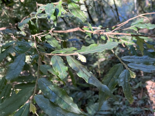 Camellia salicifolia (Camellia salicifolia)