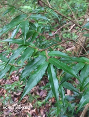 Camellia salicifolia (Camellia salicifolia)