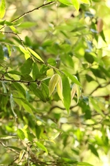 Camellia salicifolia (Camellia salicifolia)