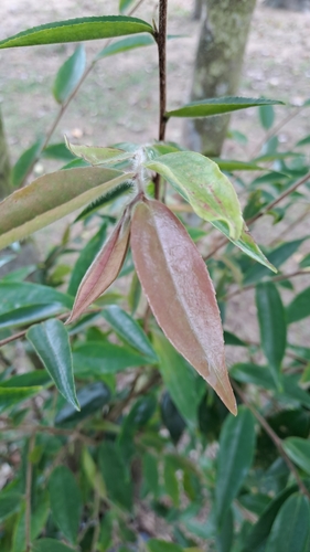Camellia salicifolia (Camellia salicifolia)