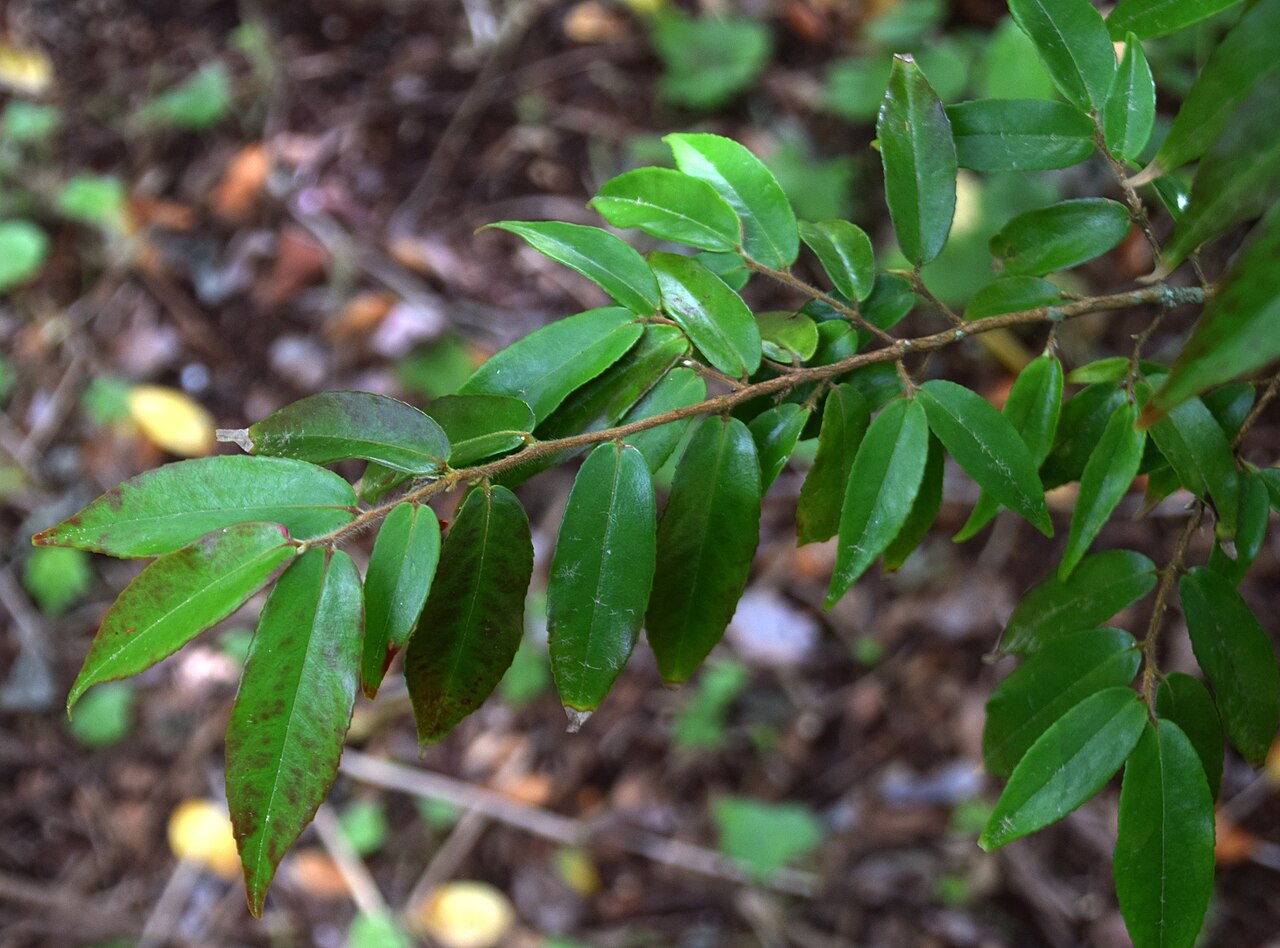Camellia salicifolia: Camellia salicifolia in Auckland Botanic Gardens in Manurewa, South Auckland, New Zealand
