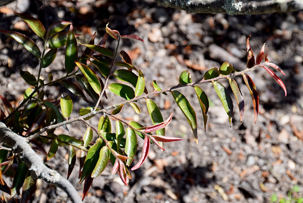 Camellia salicifolia: Camellia salicifolia in Dunedin Botanic Garden, Dunedin, New Zealand