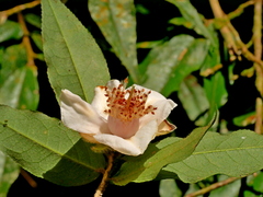 Camellia salicifolia (Camellia salicifolia)