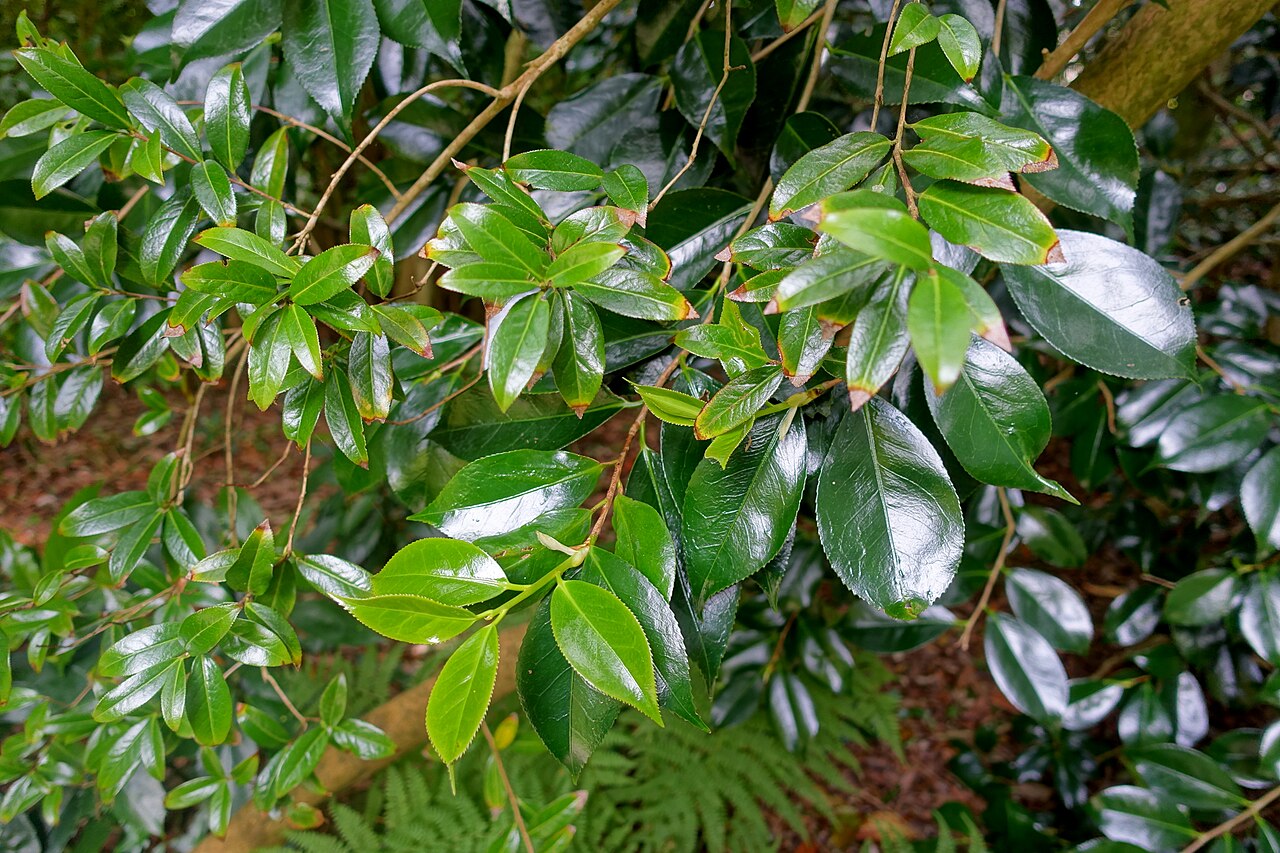 Camellia saluenensis: Specimen in Trewidden Garden - Penzance, Cornwall, England.