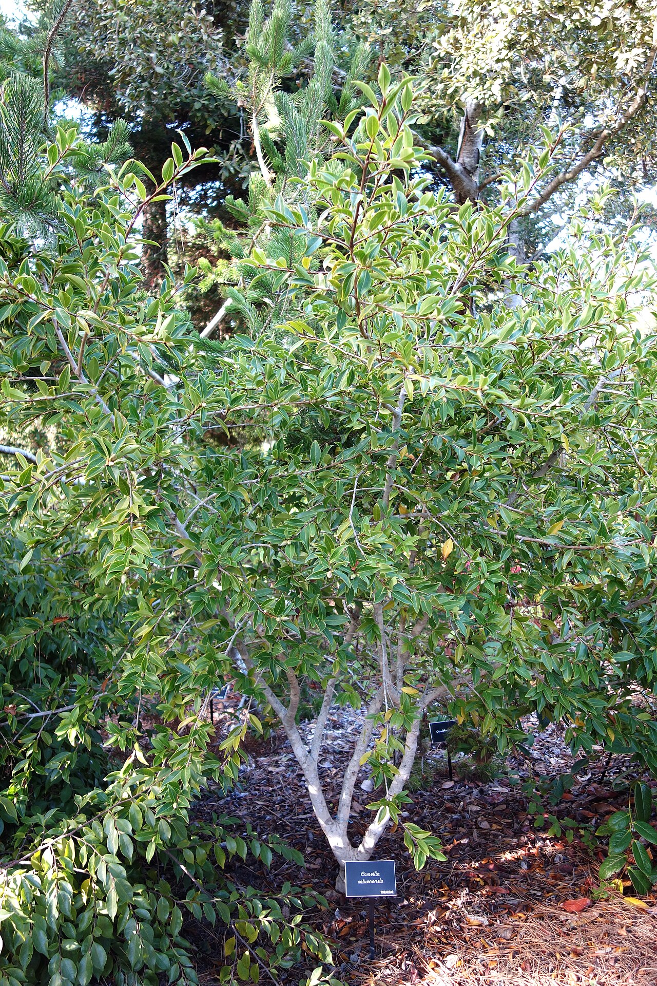 Camellia saluenensis: Botanical specimen in the Mendocino Coast Botanical Gardens, 18220 N Hwy 1, Fort Bragg, California, USA.