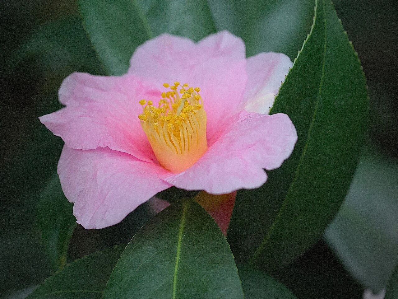 Camellia saluenensis: 怒江山茶,拍摄于英格兰