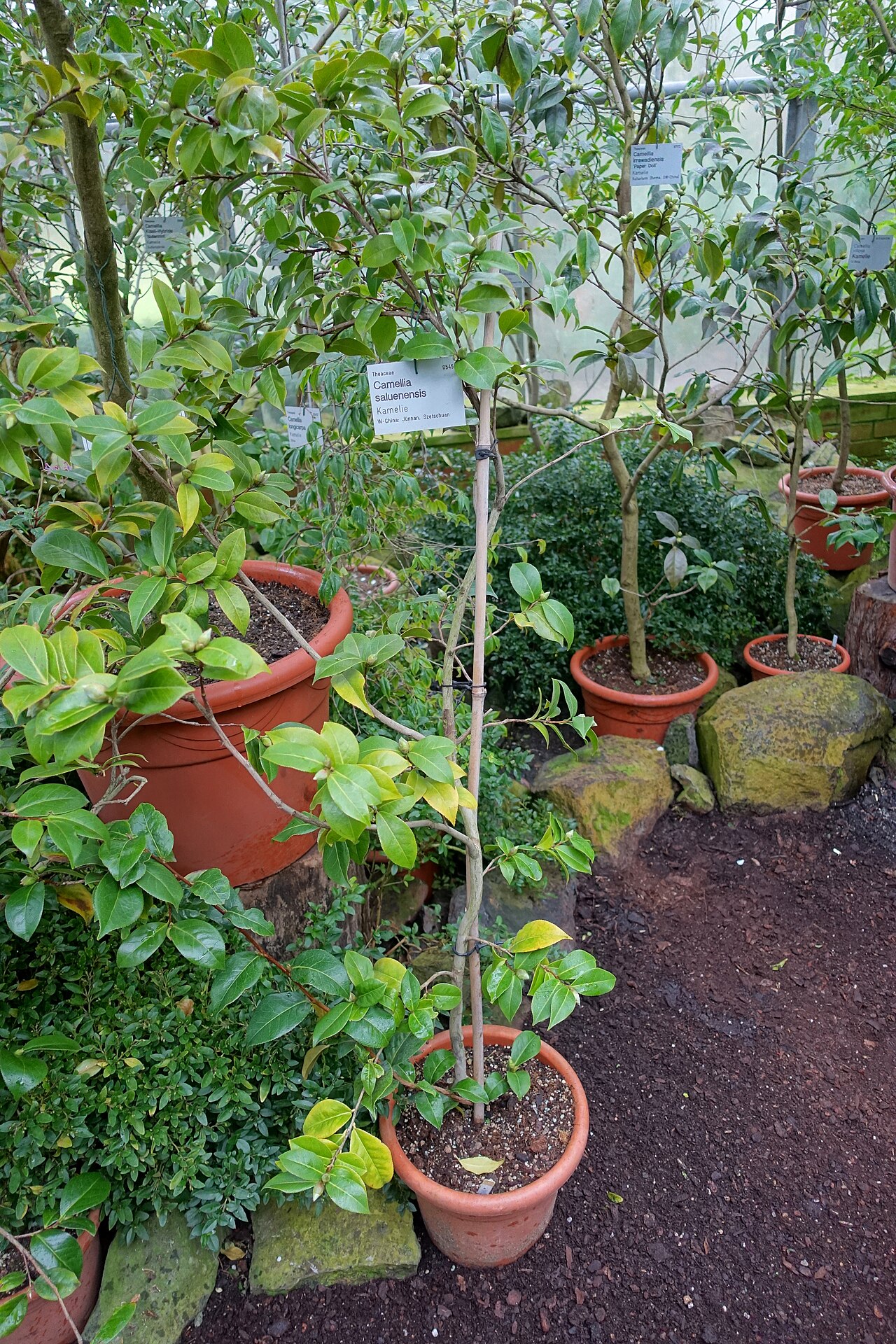 Camellia saluenensis: Botanical specimen in the Flora und Botanischer Garten Köln - Cologne, Germany.