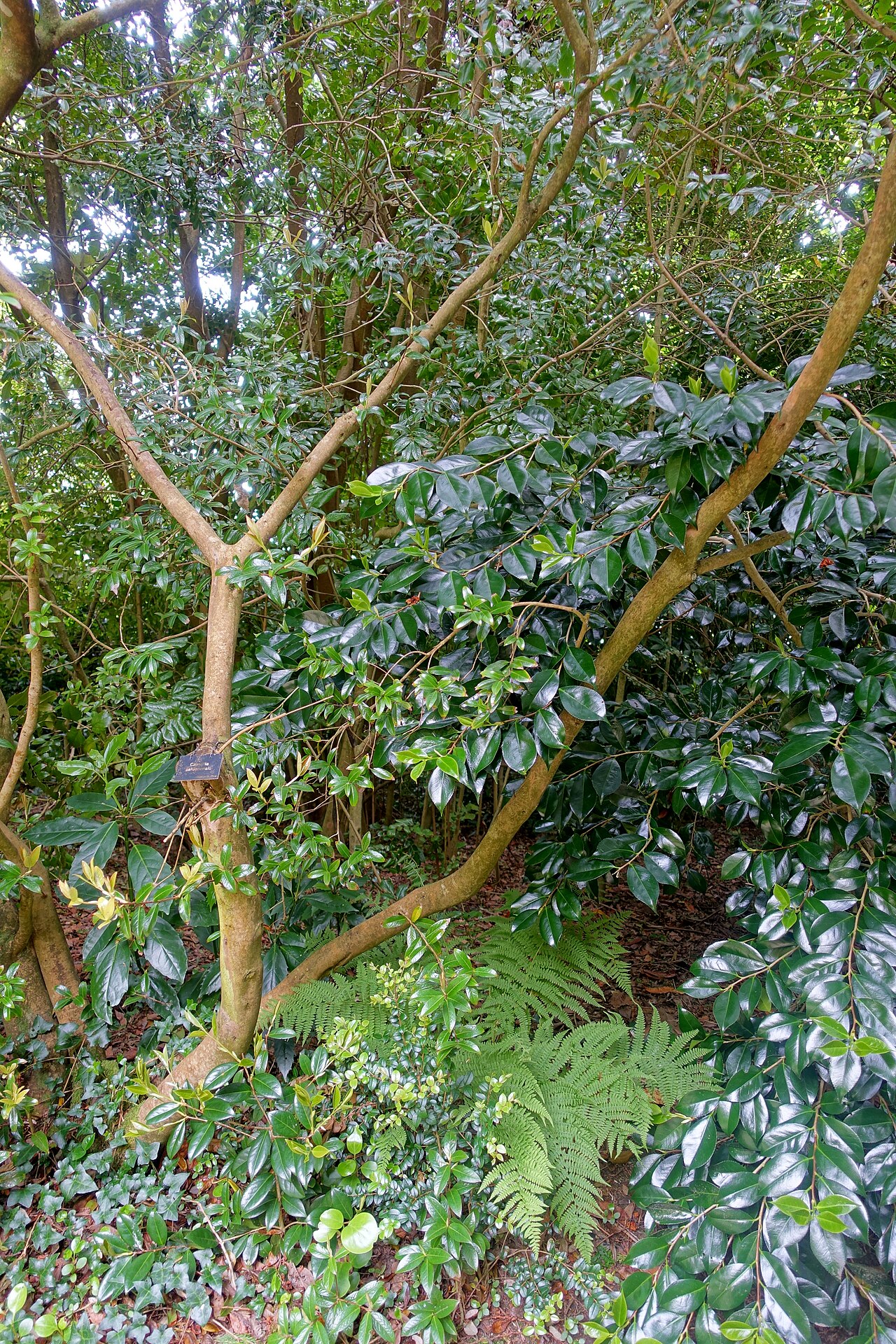 Camellia saluenensis: Specimen in Trewidden Garden - Penzance, Cornwall, England.