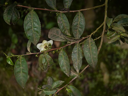 Tea: Camellia sinensis