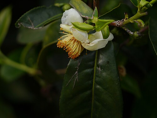 Tea: Camellia sinensis